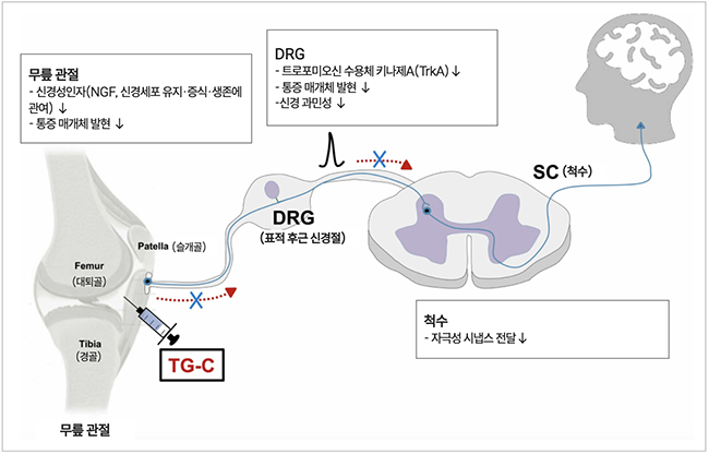 코오롱, \ 인보사\  FDA 임상 3상 투약 완료...소송 위기 딛고 2027년 美 허가 정조준