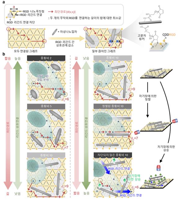 고려대, 계산기하학 활용 \ 생체면역 조절\  성공...세포외기질 네트워크 구조 새롭게 해석