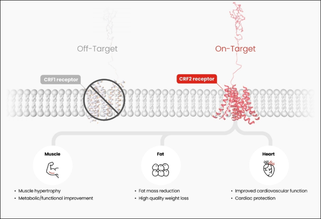 한미약품, 비만 혁신신약 美 FDA 임상 1상 승인...지방↓·근육↑ 세계 첫 \ 근육 증가형\ 
